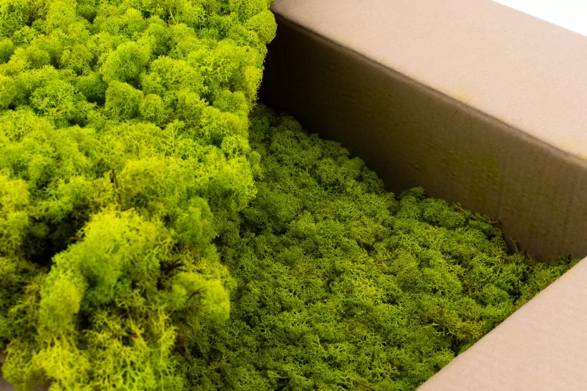 Preserved Reindeer Moss Lime Green (Bulk Box)