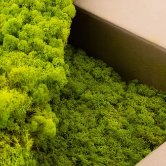 Preserved Reindeer Moss Lime Green (Bulk Box)