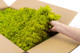 Preserved Reindeer Moss - Box 5 kg - Lime Green 5