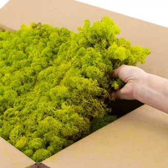 Preserved Reindeer Moss Lime Green (Bulk Box)