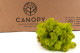 Preserved Reindeer Moss - Box 5 kg - Lime Green 6