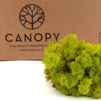 Preserved Reindeer Moss Lime Green (Bulk Box)