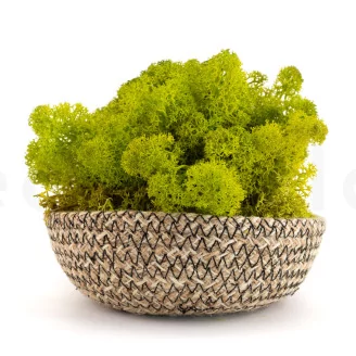 Preserved Reindeer Moss Lime Green (Bulk Box)