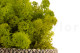 Preserved Reindeer Moss Lime Green (Bulk Box) 4