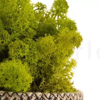 Preserved Reindeer Moss Lime Green (Bulk Box)