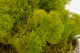 Preserved Reindeer Moss - Box 5 kg - Lime Green 8