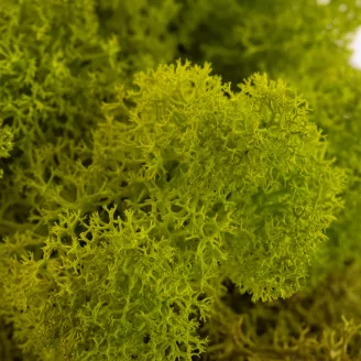 Preserved Reindeer Moss Lime Green (Bulk Box)