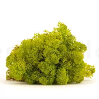 Preserved Reindeer Moss Lime Green (Bulk Box)