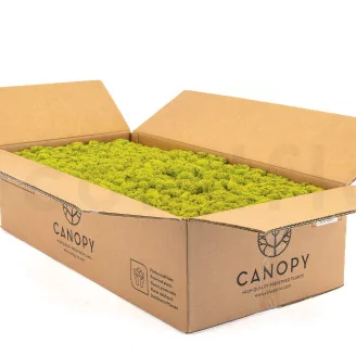 Preserved Reindeer Moss Lime Green (Bulk Box)