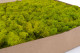 Preserved Reindeer Moss - Box 1 kg - Lime Green 3