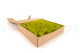 Preserved Reindeer Moss - Box 1 kg - Lime Green 6