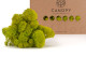 Preserved Reindeer Moss - Box 1 kg - Lime Green 8