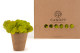 Preserved Reindeer Moss Lime Green (Box) 7