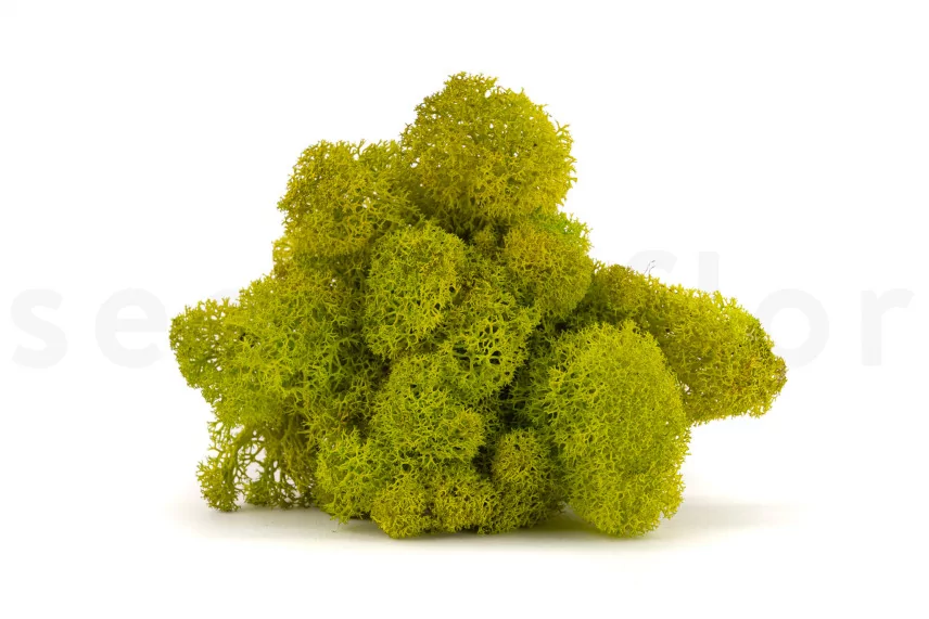 Preserved Reindeer Moss Lime Green (Box)