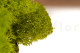Preserved Reindeer Moss - Box 1 kg - Lime Green 5