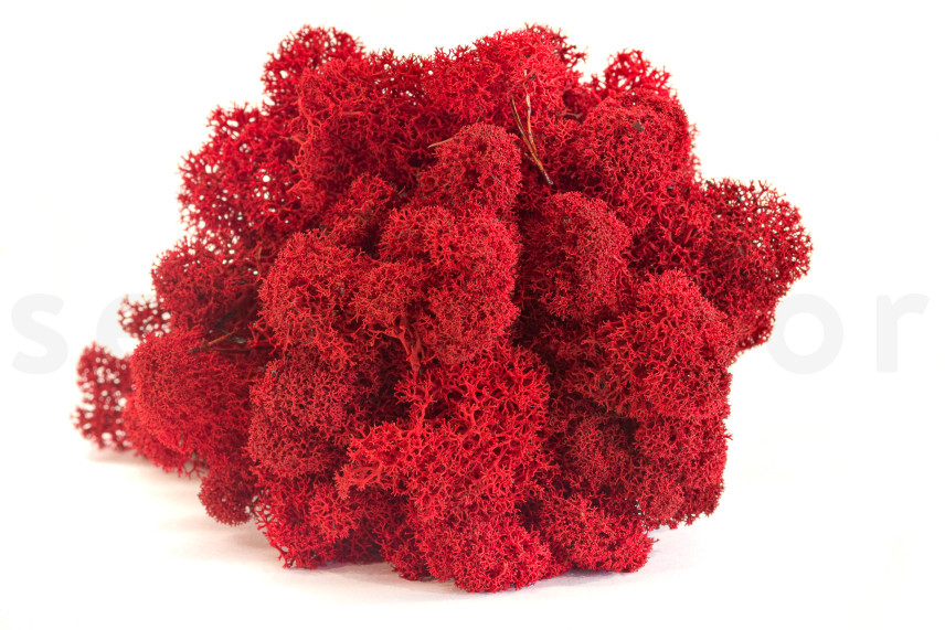 Preserved Reindeer Moss - Box 1 kg - Red