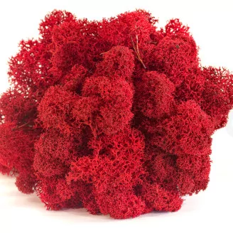 Preserved Reindeer Moss Red (Box)