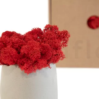 Preserved Reindeer Moss Red (Box)