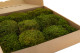 Preserved Hair Moss - Box - Light Green 5