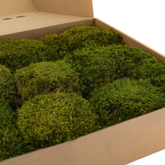 Preserved Hair Moss (Box)