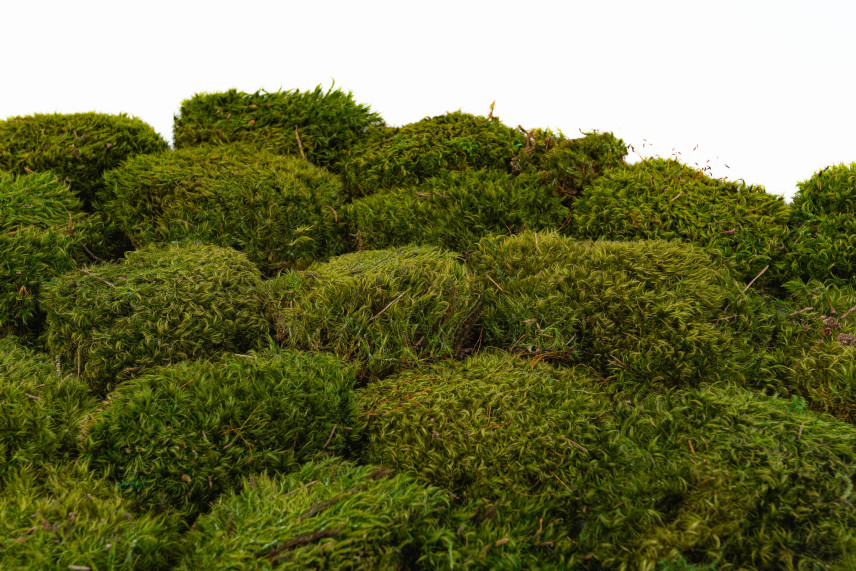Preserved Hair Moss - Box - Light Green