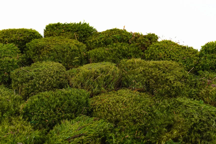 Preserved Hair Moss - Box - Light Green
