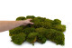 Preserved Hair Moss (Box) 4