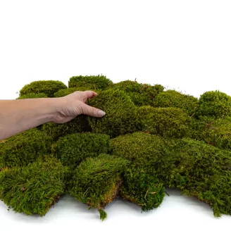 Preserved Hair Moss (Box)