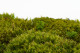 Preserved Hair Moss - Box - Light Green 3