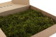 Preserved Star Moss - Box - Green 5
