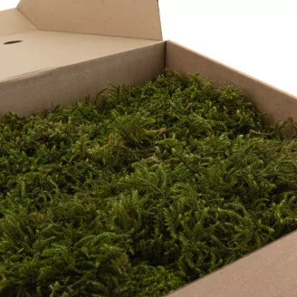 Preserved Star Moss (Box)