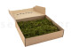 Preserved Star Moss - Box - Green 6