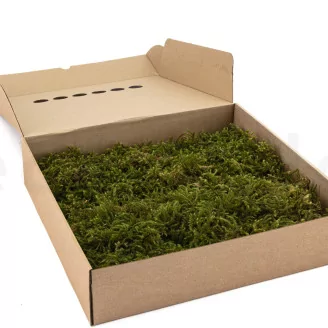 Preserved Star Moss (Box)