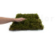 Preserved Star Moss (Box) 4
