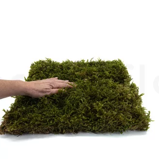 Preserved Star Moss (Box)