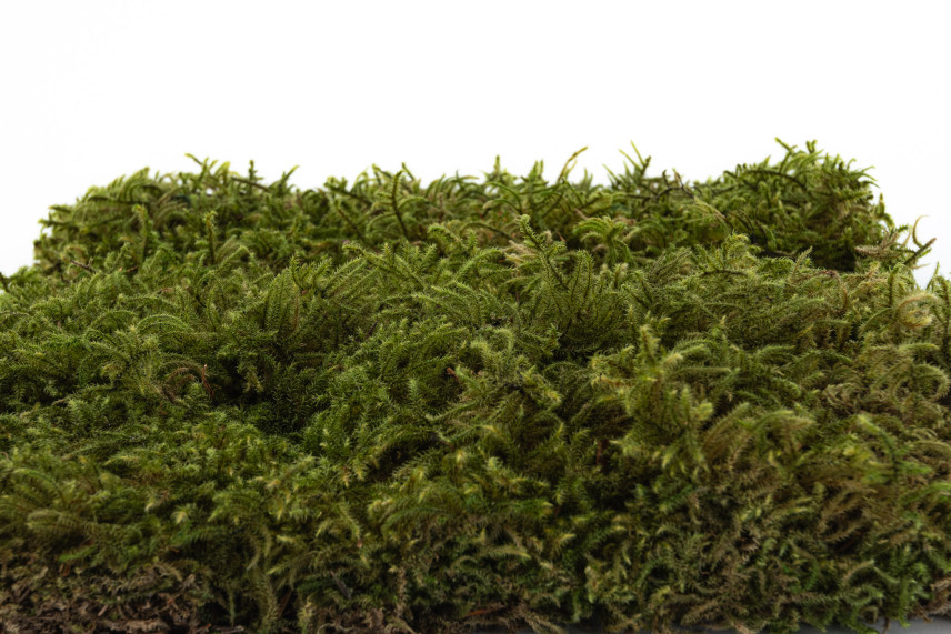 Preserved Star Moss - Box - Green