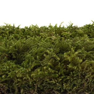 Preserved Star Moss (Box)