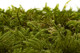 Preserved Star Moss - Box - Green 3