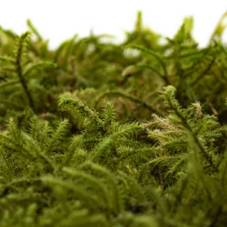 Preserved Star Moss (Box)