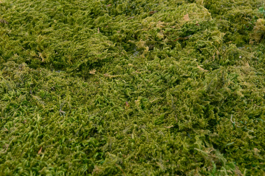Preserved Rock Moss - Box - Green