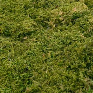 Preserved Rock Moss (Box)