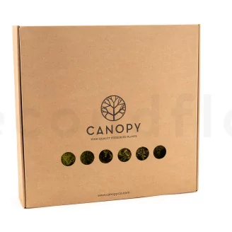 Preserved Rock Moss (Box)