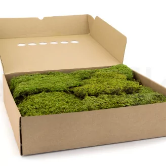 Preserved Rock Moss (Box)