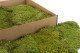 Preserved Rock Moss - Box - Green 9