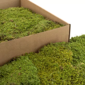 Preserved Rock Moss (Box)