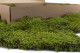 Preserved Rock Moss - Box - Green 4