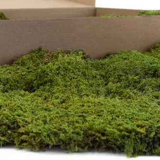Preserved Rock Moss (Box)