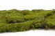 Preserved Rock Moss - Box - Green 5