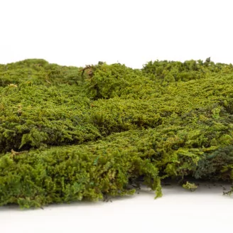 Preserved Rock Moss (Box)