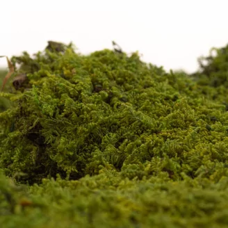 Preserved Rock Moss (Box)